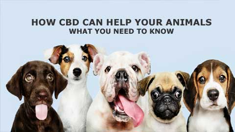 How CBD Can Help Your Animals: What You Need to Know