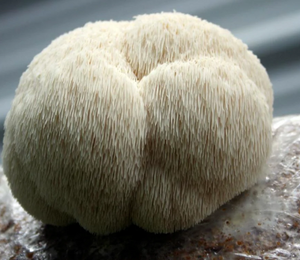 Malama Mushrooms Lion's Mane Mushroom Extract Powder - 16 Oz