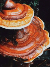 Load image into Gallery viewer, Malama Mushrooms Reishi Mushroom Extract Powder - 16 Oz
